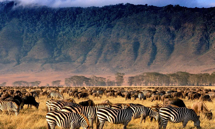 Ngorongoro